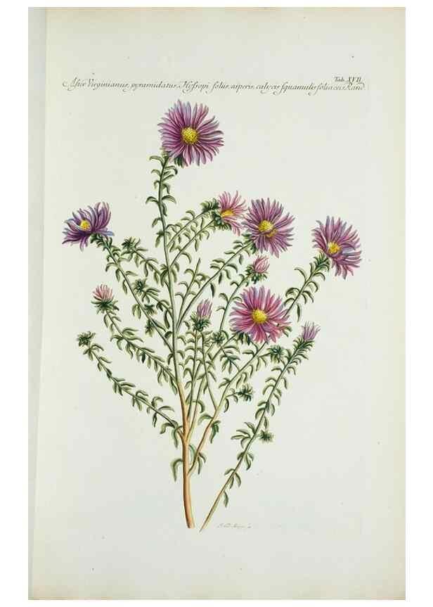 Reproducción/Reproduction 30111019342: Illustrationes florae novae hollandiae, sive icones generum quae in prodromo florae novae hollandiae et insulae van diemen descripsit robertus brown. Londini :Veneunt apud auctorem,1813
