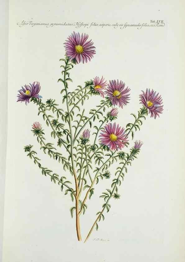 Reproducción/Reproduction 30111019342: Illustrationes florae novae hollandiae, sive icones generum quae in prodromo florae novae hollandiae et insulae van diemen descripsit robertus brown. Londini :Veneunt apud auctorem,1813