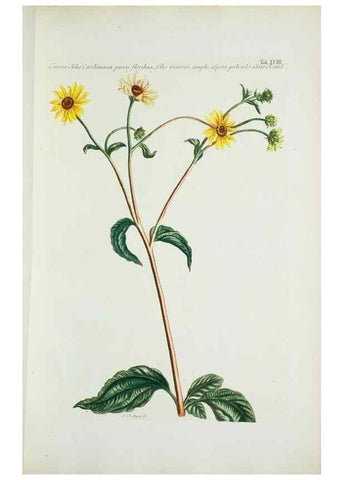 Reproducción/Reproduction 30111024392: Illustrationes florae novae hollandiae, sive icones generum quae in prodromo florae novae hollandiae et insulae van diemen descripsit robertus brown. Londini :Veneunt apud auctorem,1813