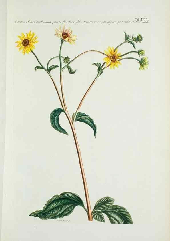 Reproducción/Reproduction 30111024392: Illustrationes florae novae hollandiae, sive icones generum quae in prodromo florae novae hollandiae et insulae van diemen descripsit robertus brown. Londini :Veneunt apud auctorem,1813