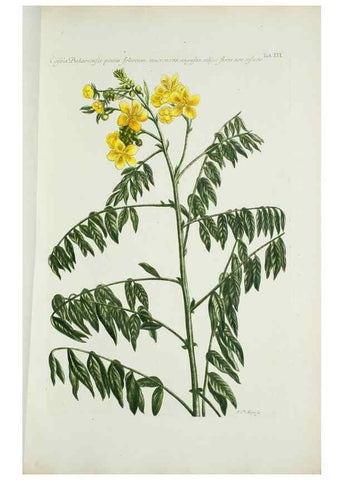 Reproducción/Reproduction 29595710604: Illustrationes florae novae hollandiae, sive icones generum quae in prodromo florae novae hollandiae et insulae van diemen descripsit robertus brown. Londini :Veneunt apud auctorem,1813