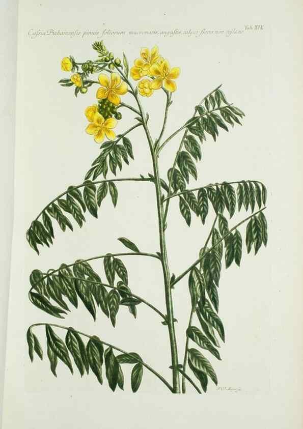 Reproducción/Reproduction 29595710604: Illustrationes florae novae hollandiae, sive icones generum quae in prodromo florae novae hollandiae et insulae van diemen descripsit robertus brown. Londini :Veneunt apud auctorem,1813