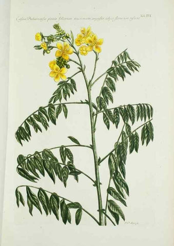 Reproducción/Reproduction 29595710604: Illustrationes florae novae hollandiae, sive icones generum quae in prodromo florae novae hollandiae et insulae van diemen descripsit robertus brown. Londini :Veneunt apud auctorem,1813