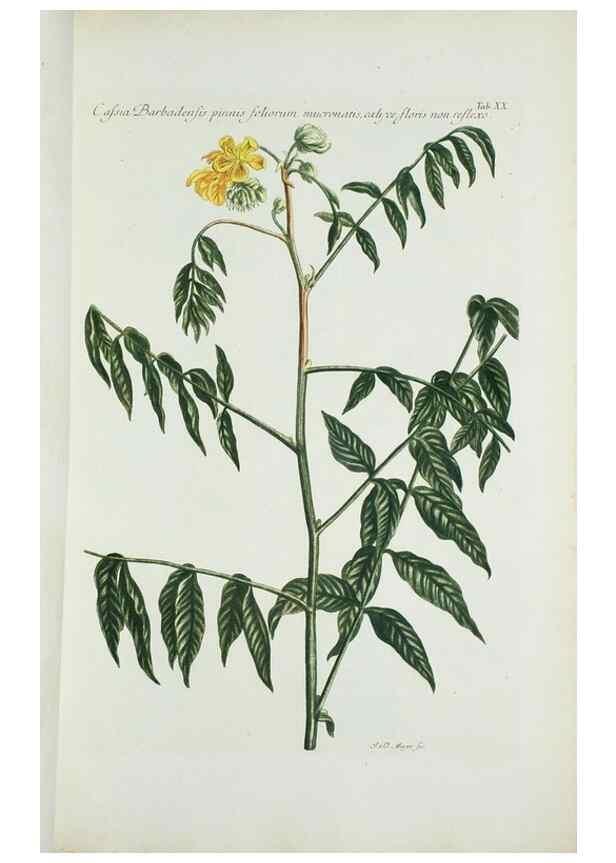 Reproducción/Reproduction 29595715814: Illustrationes florae novae hollandiae, sive icones generum quae in prodromo florae novae hollandiae et insulae van diemen descripsit robertus brown. Londini :Veneunt apud auctorem,1813