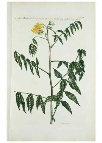 Reproducción/Reproduction 29595715814: Illustrationes florae novae hollandiae, sive icones generum quae in prodromo florae novae hollandiae et insulae van diemen descripsit robertus brown. Londini :Veneunt apud auctorem,1813