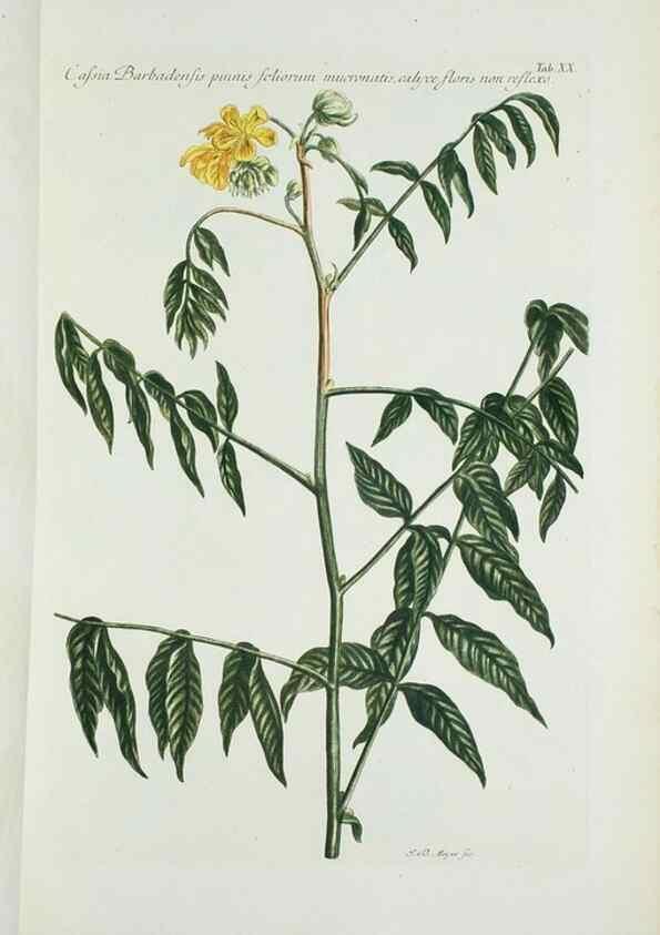 Reproducción/Reproduction 29595715814: Illustrationes florae novae hollandiae, sive icones generum quae in prodromo florae novae hollandiae et insulae van diemen descripsit robertus brown. Londini :Veneunt apud auctorem,1813