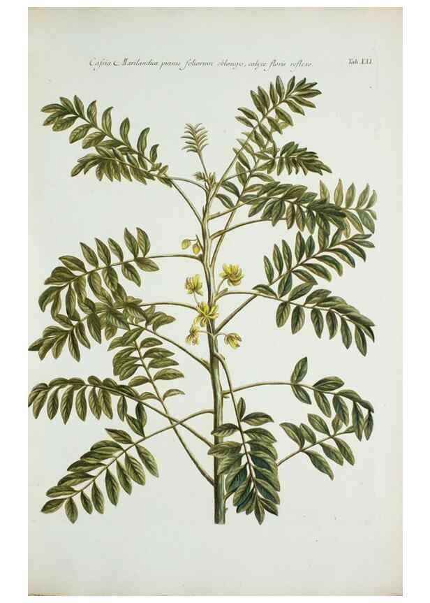 Reproducción/Reproduction 29596472123: Illustrationes florae novae hollandiae, sive icones generum quae in prodromo florae novae hollandiae et insulae van diemen descripsit robertus brown. Londini :Veneunt apud auctorem,1813
