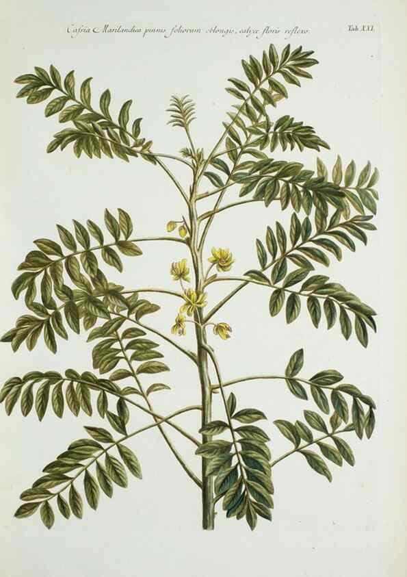 Reproducción/Reproduction 29596472123: Illustrationes florae novae hollandiae, sive icones generum quae in prodromo florae novae hollandiae et insulae van diemen descripsit robertus brown. Londini :Veneunt apud auctorem,1813