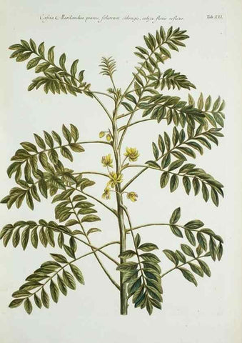 Reproducción/Reproduction 29596472123: Illustrationes florae novae hollandiae, sive icones generum quae in prodromo florae novae hollandiae et insulae van diemen descripsit robertus brown. Londini :Veneunt apud auctorem,1813