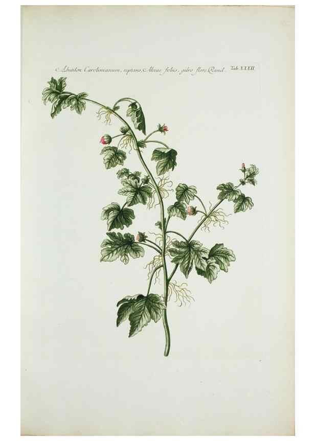 Reproducción/Reproduction 30140585941: Illustrationes florae novae hollandiae, sive icones generum quae in prodromo florae novae hollandiae et insulae van diemen descripsit robertus brown. Londini :Veneunt apud auctorem,1813