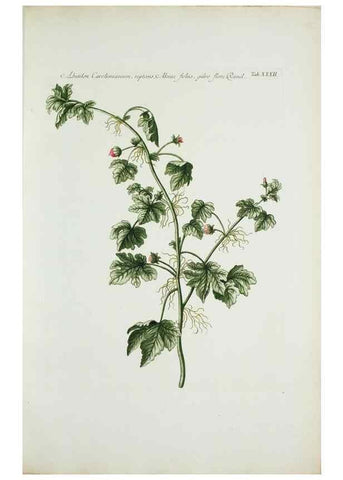 Reproducción/Reproduction 30140585941: Illustrationes florae novae hollandiae, sive icones generum quae in prodromo florae novae hollandiae et insulae van diemen descripsit robertus brown. Londini :Veneunt apud auctorem,1813