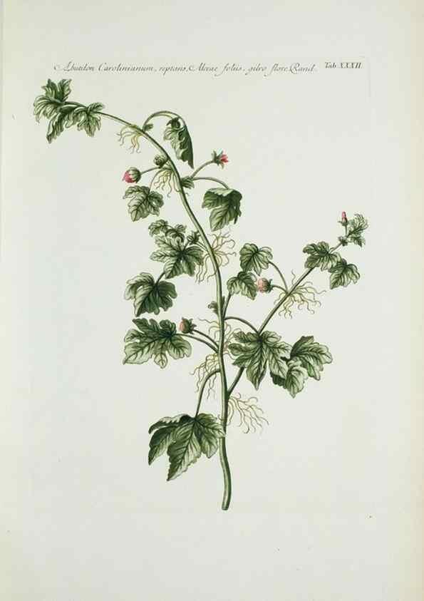 Reproducción/Reproduction 30140585941: Illustrationes florae novae hollandiae, sive icones generum quae in prodromo florae novae hollandiae et insulae van diemen descripsit robertus brown. Londini :Veneunt apud auctorem,1813