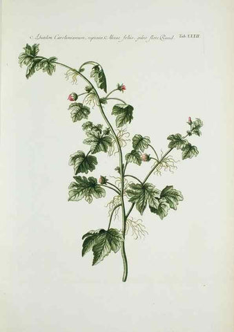 Reproducción/Reproduction 30140585941: Illustrationes florae novae hollandiae, sive icones generum quae in prodromo florae novae hollandiae et insulae van diemen descripsit robertus brown. Londini :Veneunt apud auctorem,1813