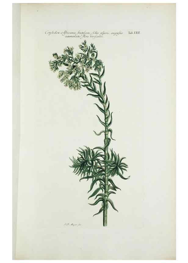 Reproducción/Reproduction 29929610170: Illustrationes florae novae hollandiae, sive icones generum quae in prodromo florae novae hollandiae et insulae van diemen descripsit robertus brown. Londini :Veneunt apud auctorem,1813