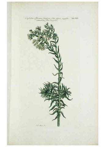 Reproducción/Reproduction 29929610170: Illustrationes florae novae hollandiae, sive icones generum quae in prodromo florae novae hollandiae et insulae van diemen descripsit robertus brown. Londini :Veneunt apud auctorem,1813