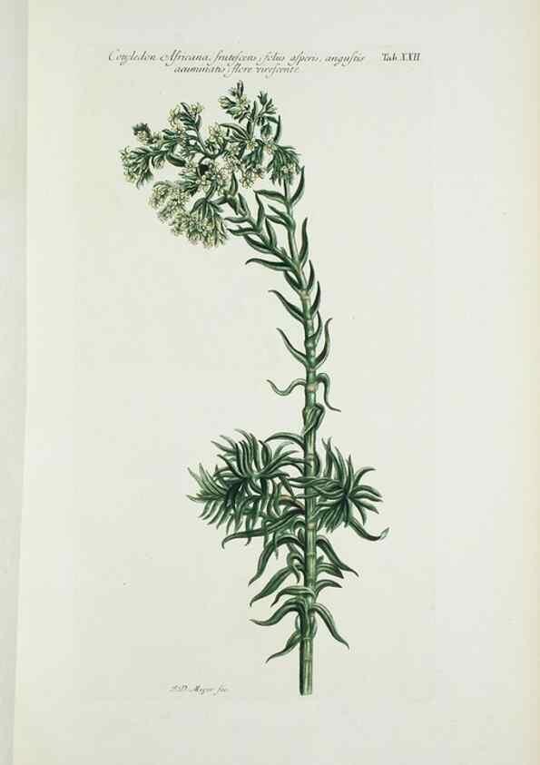 Reproducción/Reproduction 29929610170: Illustrationes florae novae hollandiae, sive icones generum quae in prodromo florae novae hollandiae et insulae van diemen descripsit robertus brown. Londini :Veneunt apud auctorem,1813