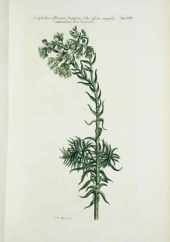 Reproducción/Reproduction 29929610170: Illustrationes florae novae hollandiae, sive icones generum quae in prodromo florae novae hollandiae et insulae van diemen descripsit robertus brown. Londini :Veneunt apud auctorem,1813