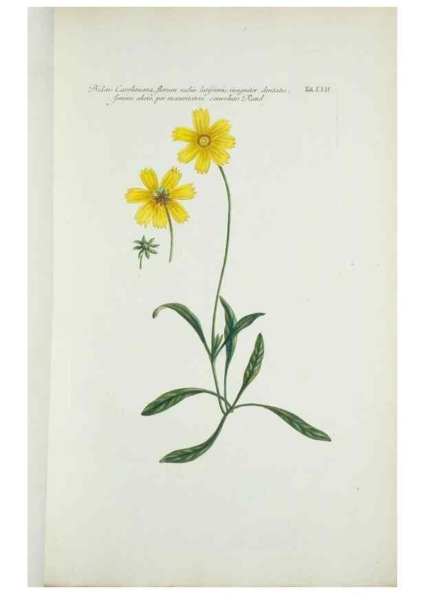 Reproducción/Reproduction 29595729914: Illustrationes florae novae hollandiae, sive icones generum quae in prodromo florae novae hollandiae et insulae van diemen descripsit robertus brown. Londini :Veneunt apud auctorem,1813