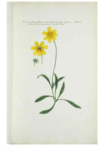 Reproducción/Reproduction 29595729914: Illustrationes florae novae hollandiae, sive icones generum quae in prodromo florae novae hollandiae et insulae van diemen descripsit robertus brown. Londini :Veneunt apud auctorem,1813