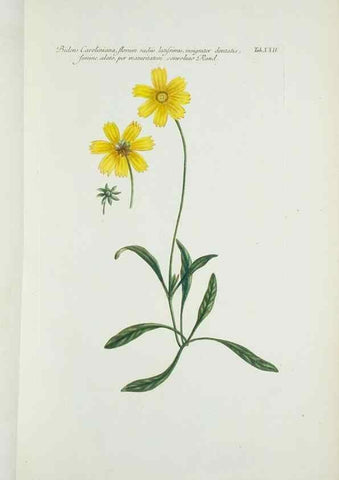 Reproducción/Reproduction 29595729914: Illustrationes florae novae hollandiae, sive icones generum quae in prodromo florae novae hollandiae et insulae van diemen descripsit robertus brown. Londini :Veneunt apud auctorem,1813