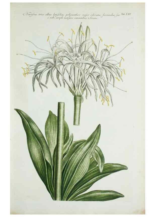 Reproducción/Reproduction 30111053482: Illustrationes florae novae hollandiae, sive icones generum quae in prodromo florae novae hollandiae et insulae van diemen descripsit robertus brown. Londini :Veneunt apud auctorem,1813