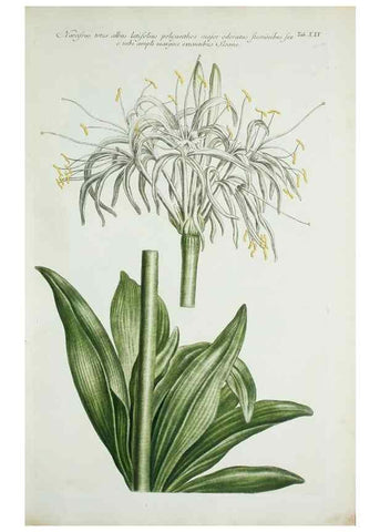 Reproducción/Reproduction 30111053482: Illustrationes florae novae hollandiae, sive icones generum quae in prodromo florae novae hollandiae et insulae van diemen descripsit robertus brown. Londini :Veneunt apud auctorem,1813