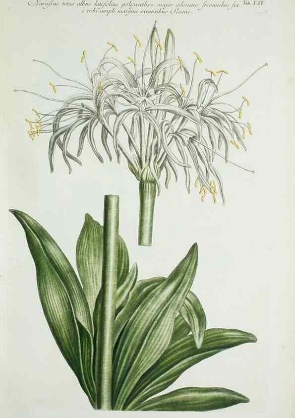 Reproducción/Reproduction 30111053482: Illustrationes florae novae hollandiae, sive icones generum quae in prodromo florae novae hollandiae et insulae van diemen descripsit robertus brown. Londini :Veneunt apud auctorem,1813