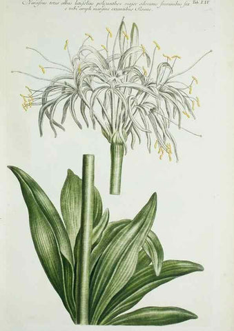 Reproducción/Reproduction 30111053482: Illustrationes florae novae hollandiae, sive icones generum quae in prodromo florae novae hollandiae et insulae van diemen descripsit robertus brown. Londini :Veneunt apud auctorem,1813
