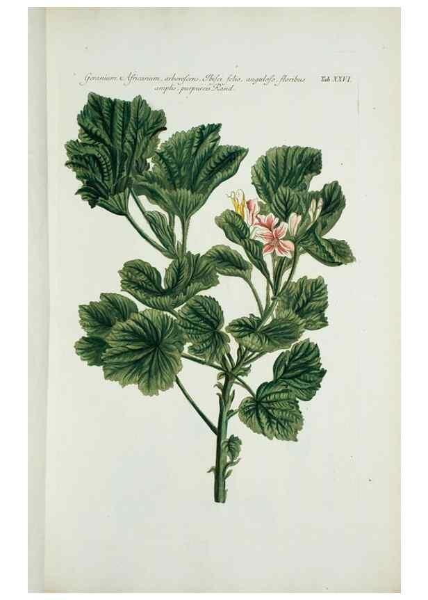 Reproducción/Reproduction 30140572431: Illustrationes florae novae hollandiae, sive icones generum quae in prodromo florae novae hollandiae et insulae van diemen descripsit robertus brown. Londini :Veneunt apud auctorem,1813