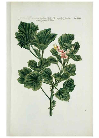 Reproducción/Reproduction 30140572431: Illustrationes florae novae hollandiae, sive icones generum quae in prodromo florae novae hollandiae et insulae van diemen descripsit robertus brown. Londini :Veneunt apud auctorem,1813