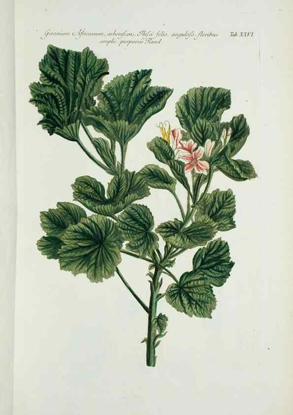 Reproducción/Reproduction 30140572431: Illustrationes florae novae hollandiae, sive icones generum quae in prodromo florae novae hollandiae et insulae van diemen descripsit robertus brown. Londini :Veneunt apud auctorem,1813