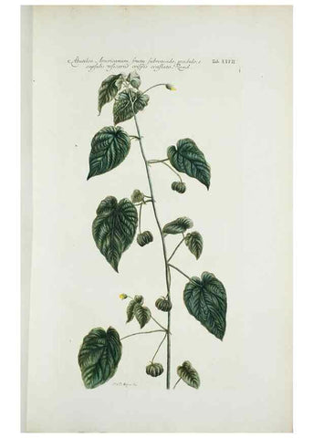 Reproducción/Reproduction 30111060312: Illustrationes florae novae hollandiae, sive icones generum quae in prodromo florae novae hollandiae et insulae van diemen descripsit robertus brown. Londini :Veneunt apud auctorem,1813