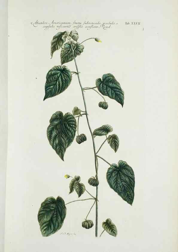 Reproducción/Reproduction 30111060312: Illustrationes florae novae hollandiae, sive icones generum quae in prodromo florae novae hollandiae et insulae van diemen descripsit robertus brown. Londini :Veneunt apud auctorem,1813