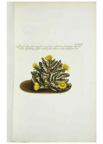 Reproducción/Reproduction 30225862325: Illustrationes florae novae hollandiae, sive icones generum quae in prodromo florae novae hollandiae et insulae van diemen descripsit robertus brown. Londini :Veneunt apud auctorem,1813