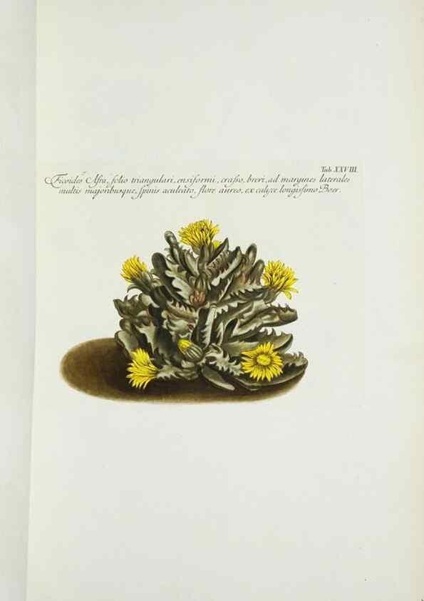 Reproducción/Reproduction 30225862325: Illustrationes florae novae hollandiae, sive icones generum quae in prodromo florae novae hollandiae et insulae van diemen descripsit robertus brown. Londini :Veneunt apud auctorem,1813