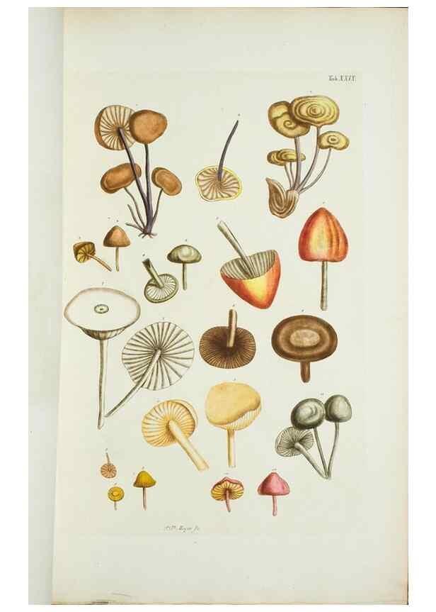 Reproducción/Reproduction 29595750284: Illustrationes florae novae hollandiae, sive icones generum quae in prodromo florae novae hollandiae et insulae van diemen descripsit robertus brown. Londini :Veneunt apud auctorem,1813