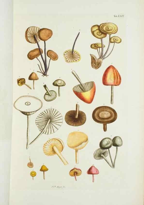 Reproducción/Reproduction 29595750284: Illustrationes florae novae hollandiae, sive icones generum quae in prodromo florae novae hollandiae et insulae van diemen descripsit robertus brown. Londini :Veneunt apud auctorem,1813