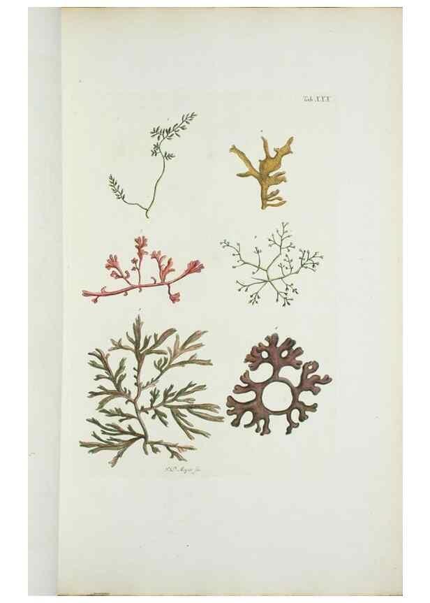 Reproducción/Reproduction 29596503523: Illustrationes florae novae hollandiae, sive icones generum quae in prodromo florae novae hollandiae et insulae van diemen descripsit robertus brown. Londini :Veneunt apud auctorem,1813