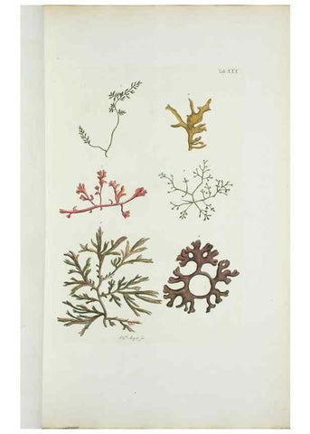 Reproducción/Reproduction 29596503523: Illustrationes florae novae hollandiae, sive icones generum quae in prodromo florae novae hollandiae et insulae van diemen descripsit robertus brown. Londini :Veneunt apud auctorem,1813