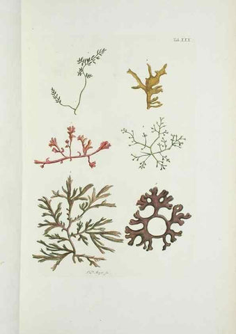 Reproducción/Reproduction 29596503523: Illustrationes florae novae hollandiae, sive icones generum quae in prodromo florae novae hollandiae et insulae van diemen descripsit robertus brown. Londini :Veneunt apud auctorem,1813