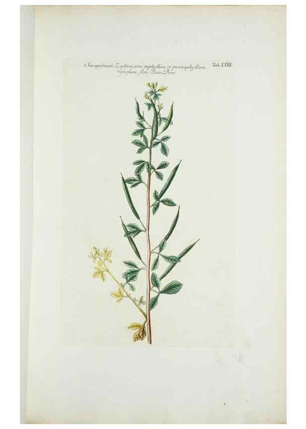 Reproducción/Reproduction 30111047082: Illustrationes florae novae hollandiae, sive icones generum quae in prodromo florae novae hollandiae et insulae van diemen descripsit robertus brown. Londini :Veneunt apud auctorem,1813