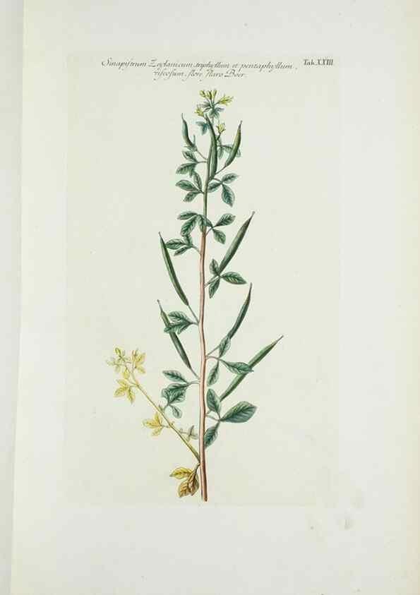 Reproducción/Reproduction 30111047082: Illustrationes florae novae hollandiae, sive icones generum quae in prodromo florae novae hollandiae et insulae van diemen descripsit robertus brown. Londini :Veneunt apud auctorem,1813