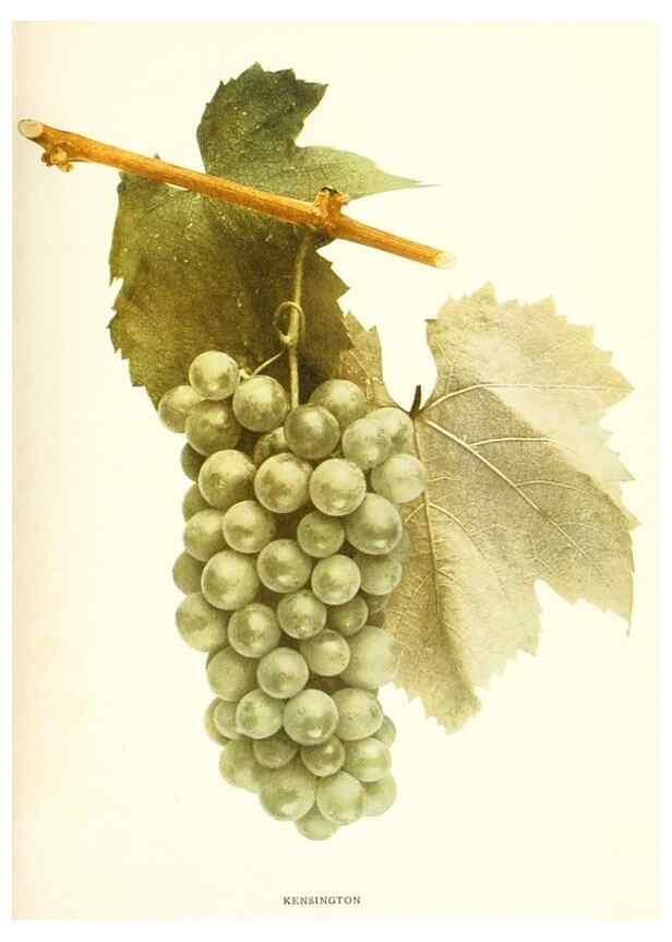 Reproducción/Reproduction 30017648662: The grapes of New York,. Albany,Lyon,1908.