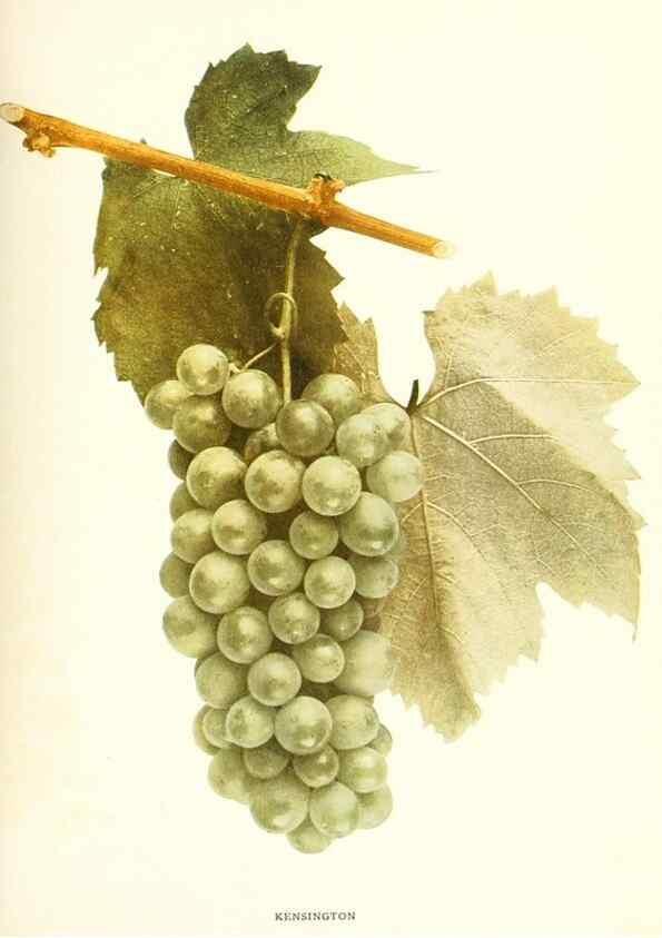 Reproducción/Reproduction 30017648662: The grapes of New York,. Albany,Lyon,1908.