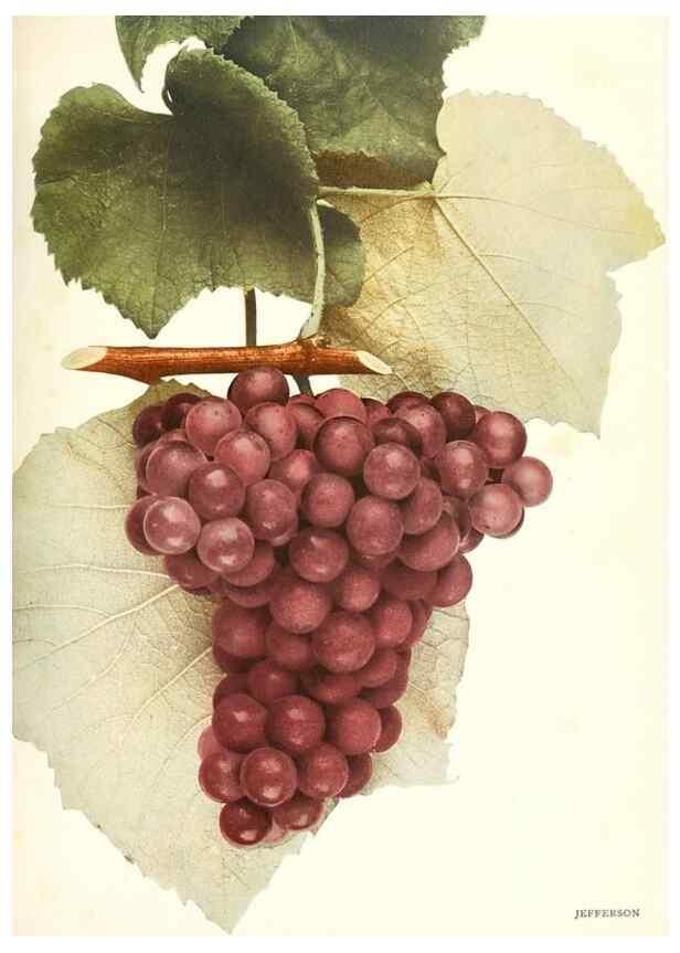 Reproducción/Reproduction 30017644192: The grapes of New York,. Albany,Lyon,1908.