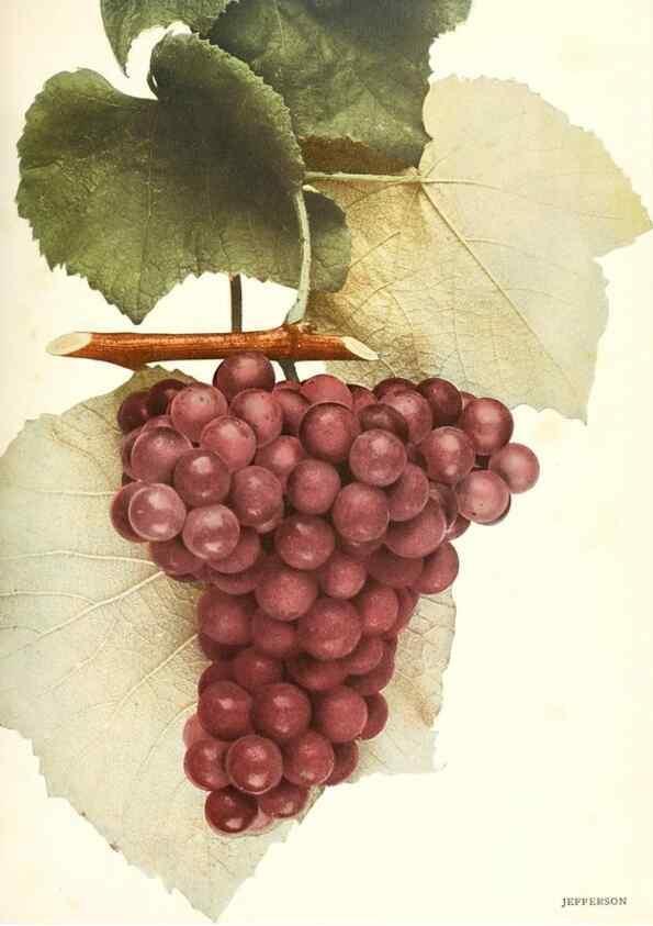 Reproducción/Reproduction 30017644192: The grapes of New York,. Albany,Lyon,1908.