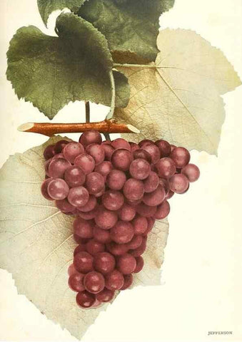 Reproducción/Reproduction 30017644192: The grapes of New York,. Albany,Lyon,1908.