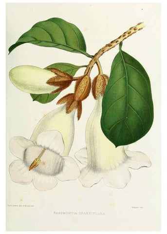 Reproducción/Reproduction 29989079555: Familiar Indian flowers :. Bombay :Published for the author by L. Reeve and Co. ;[1878]