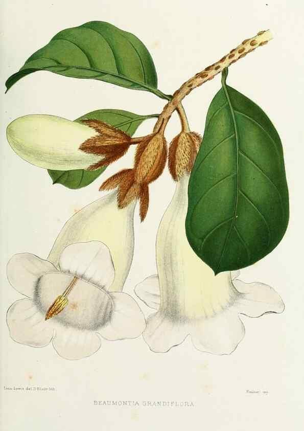 Reproducción/Reproduction 29989079555: Familiar Indian flowers :. Bombay :Published for the author by L. Reeve and Co. ;[1878]