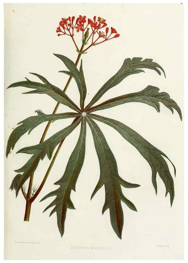 Reproducción/Reproduction 29989084105: Familiar Indian flowers :. Bombay :Published for the author by L. Reeve and Co. ;[1878]